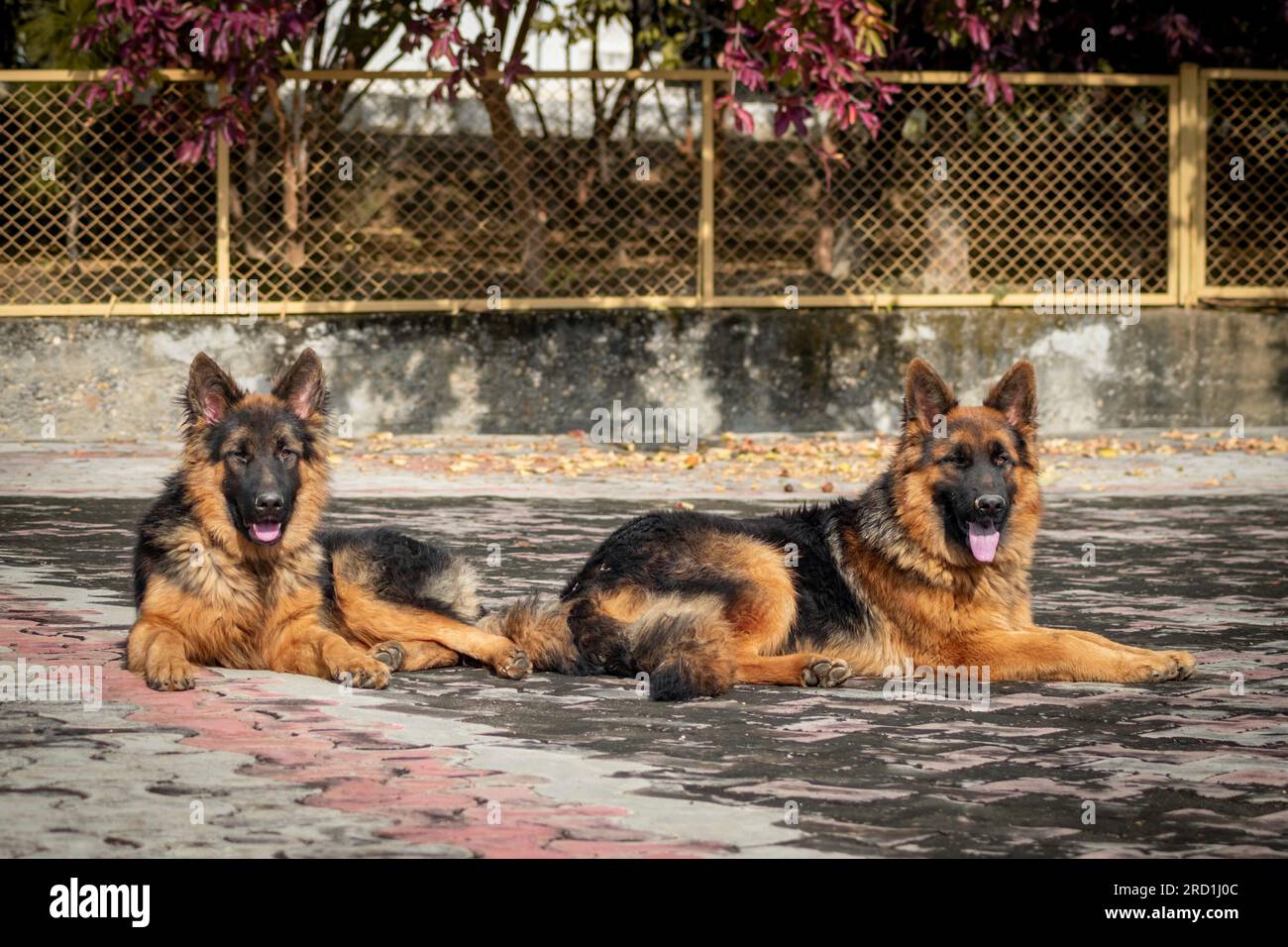 Zwei deutsche Hirten, die auf dem Boden in einem Haus sitzen. Der Schäferhund ist eine beliebte Hunderasse. Stockfoto