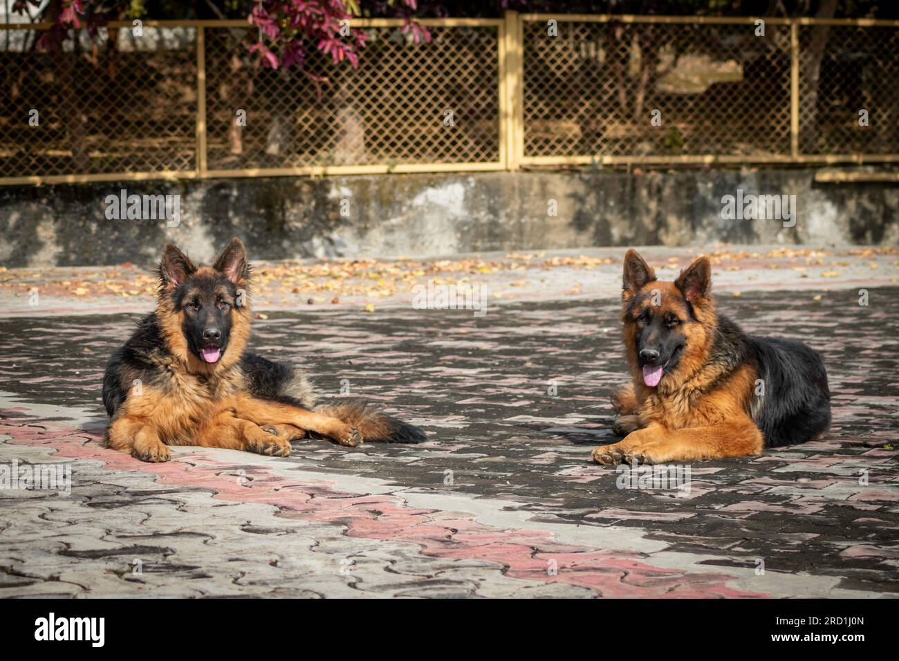 Zwei deutsche Hirten, die auf dem Boden in einem Haus sitzen. Der Schäferhund ist eine beliebte Hunderasse. Stockfoto