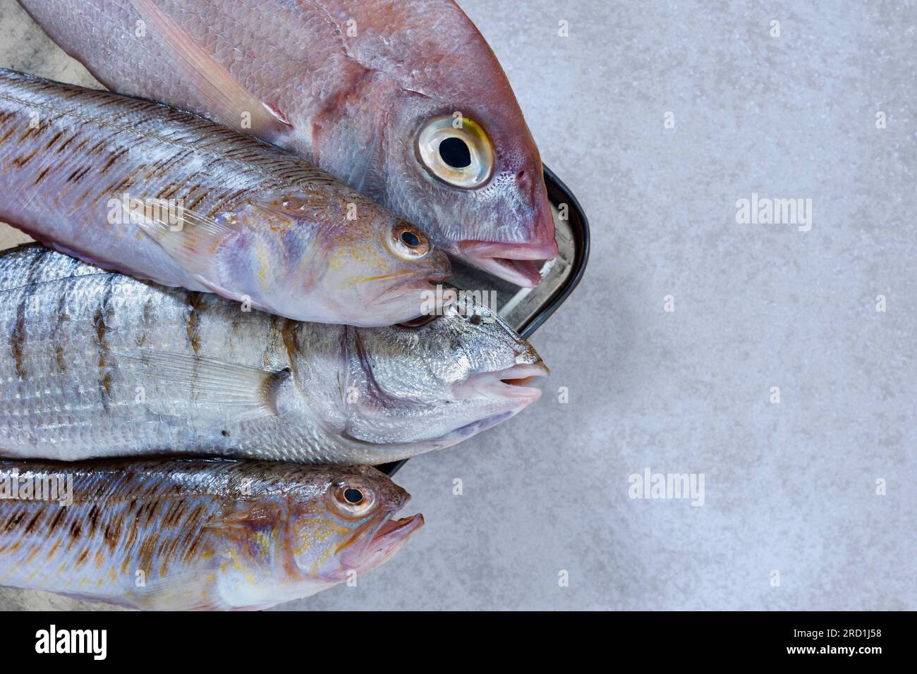 Ungekochter gewöhnlicher pandora-Fisch, gestreifte Meerbrasse und grüner Weever auf dem Tisch, mediterraner Fisch mit zartem Fleisch, Stockfoto