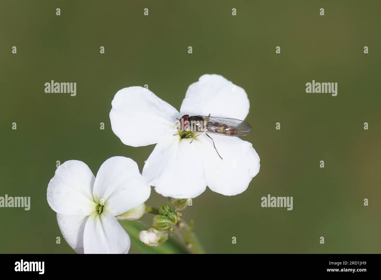 Nahaufnahme des männlichen Hoverfly Meliscaeva auricollis, der Familie