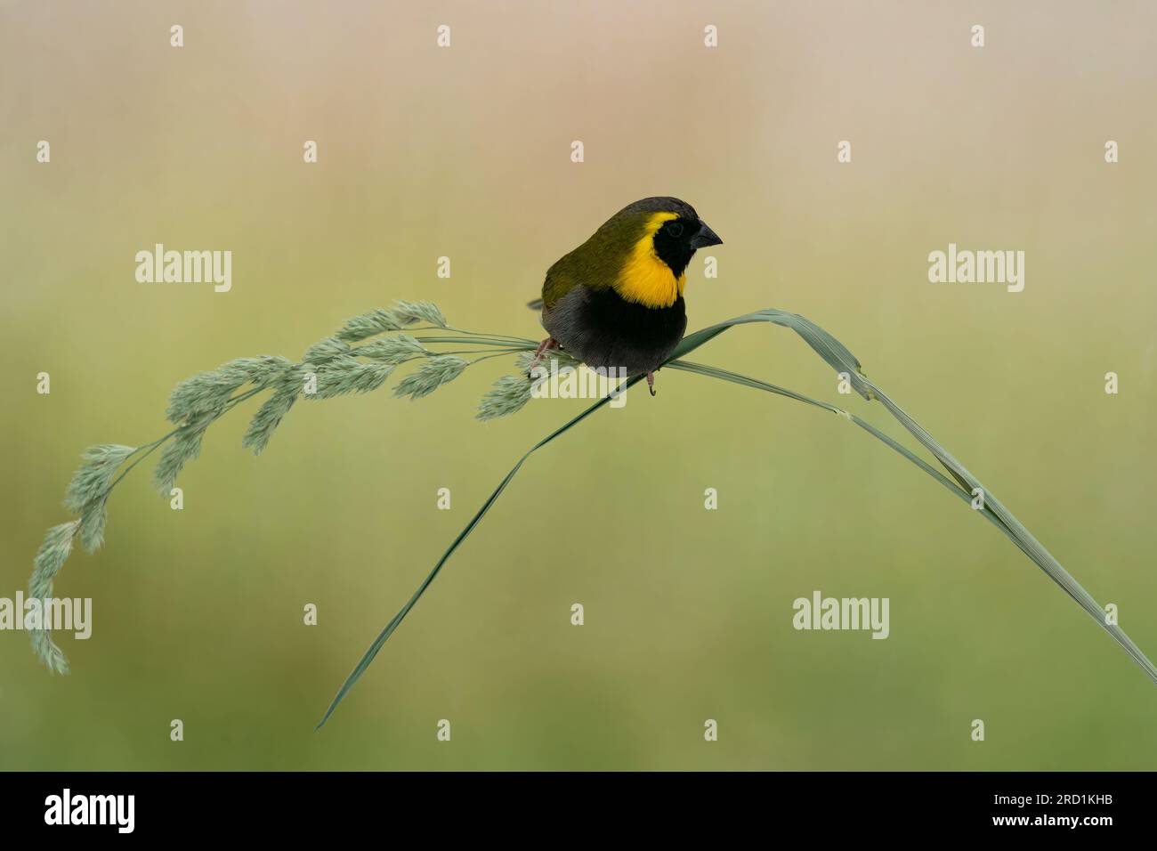 Männlicher kubanischer Graskäfer (Phonipara Canora), Foto in meiner selbst gemachten Fotobox, Vogel in Gefangenschaft Stockfoto