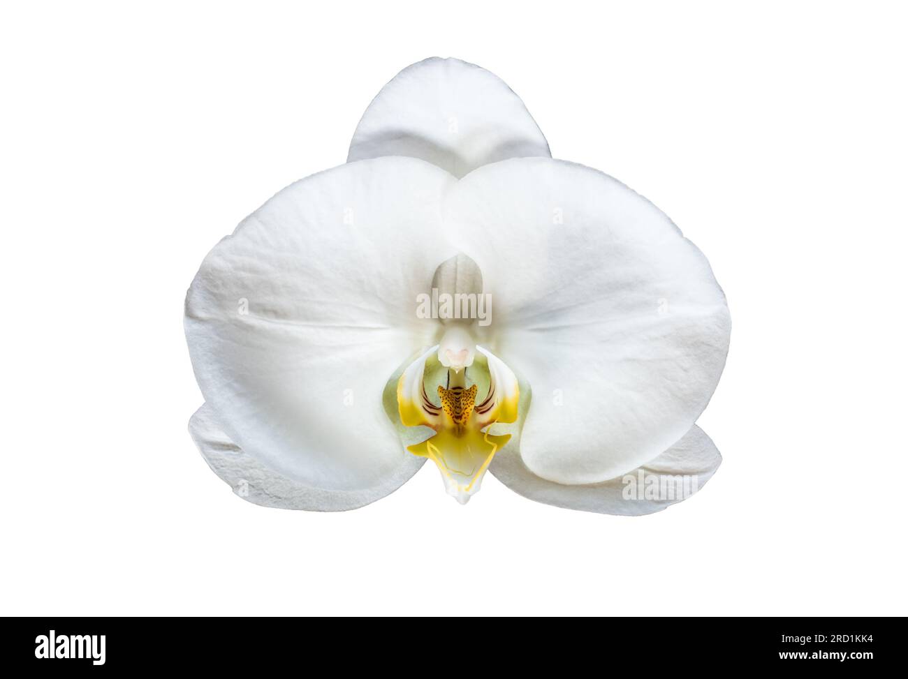 Weiße Phalaenopsis-Orchideenblume isoliert auf weißem Hintergrund. Stockfoto