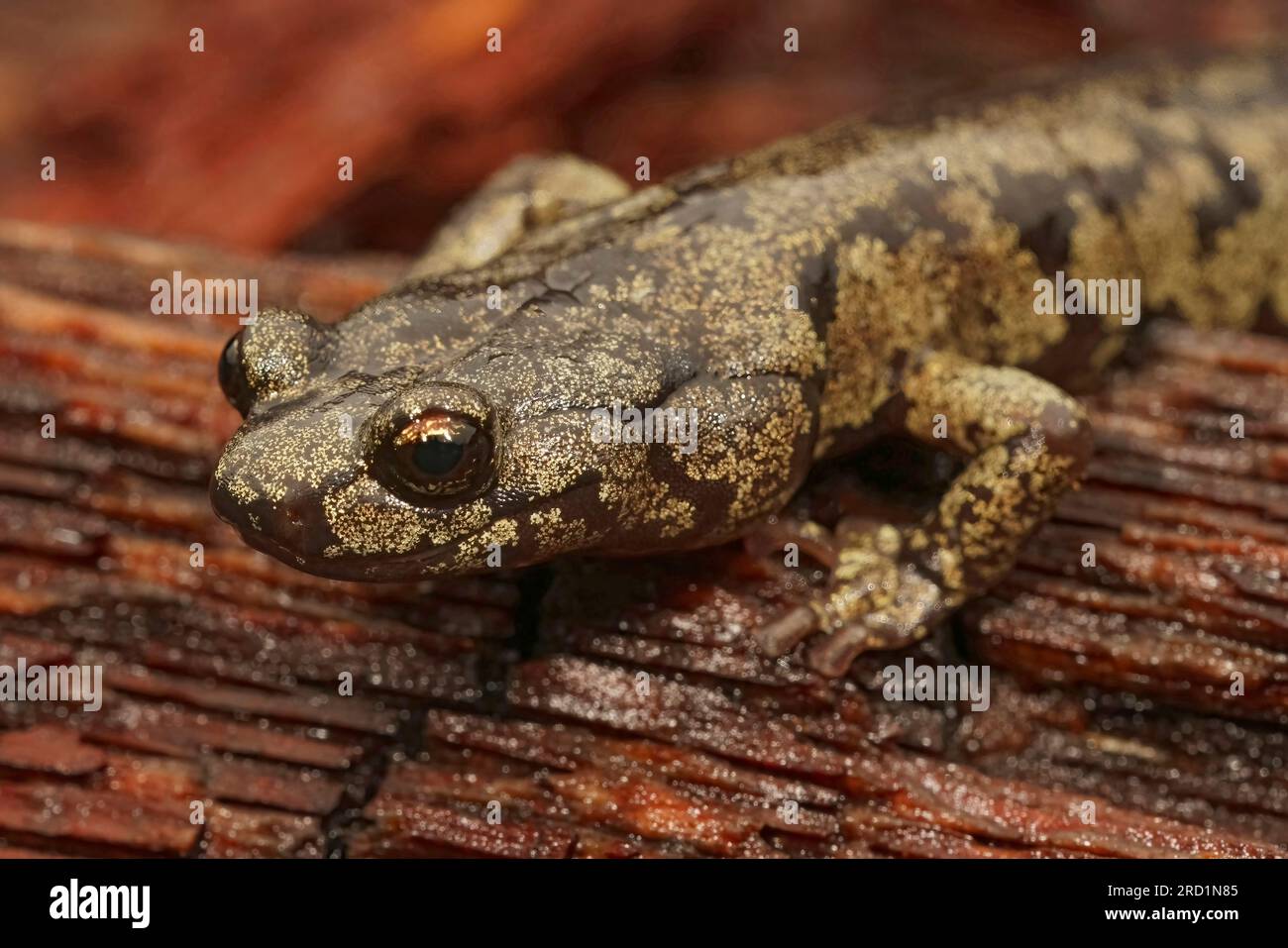 Gesichtspflege auf einem wunderschönen, farbigen, erwachsenen, trüben Salamander, Aneides ferreus in Nordkalifornien Stockfoto