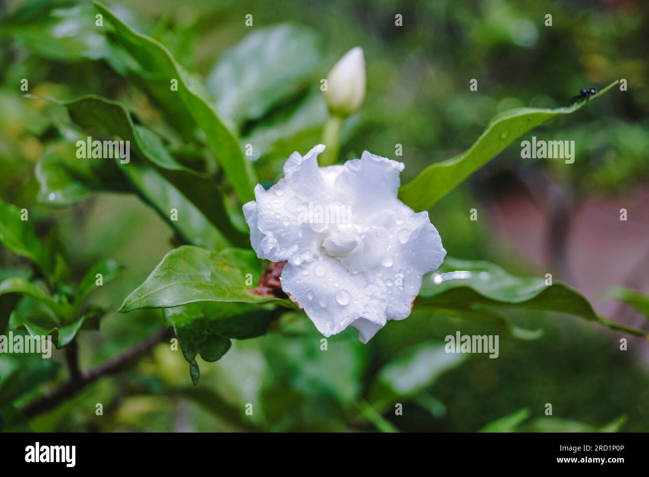 Foto von Crape Jasmine mit Wassertropfen auf den Blütenblättern. Aufgenommen in Chiang Mai, Thailand, 2016. Stockfoto