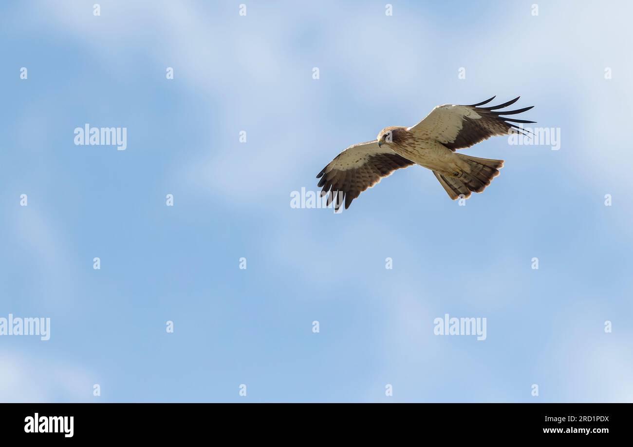 Der Leichtmorph stieß den Adler (Hieraetus pennatus) auf seine Wanderung über Spanien. Stockfoto