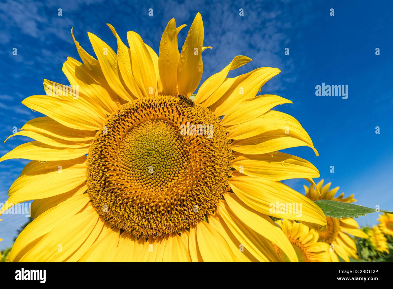 Vetschau, Deutschland. 18. Juli 2023. Eine Biene fliegt auf einer blühenden Sonnenblume in der Nähe der Vetschau im Süden Brandenburgs. In Berlin und Brandenburg erwartet Sie helles und sonniges Wetter. Es bleibt trocken, wie der deutsche Wetterdienst (DWD) am Dienstag angekündigt hat. Dementsprechend bewegen sich leichte Wolkenfelder während des Tages mit Höchsttemperaturen zwischen 23 und 27 Grad nach oben. Nachts sind nur wenige Wolken am Himmel zu sehen. Die Temperaturen sinken auf Werte zwischen 10 und 15 Grad. Kredit: Frank Hammerschmidt/dpa/Alamy Live News Stockfoto