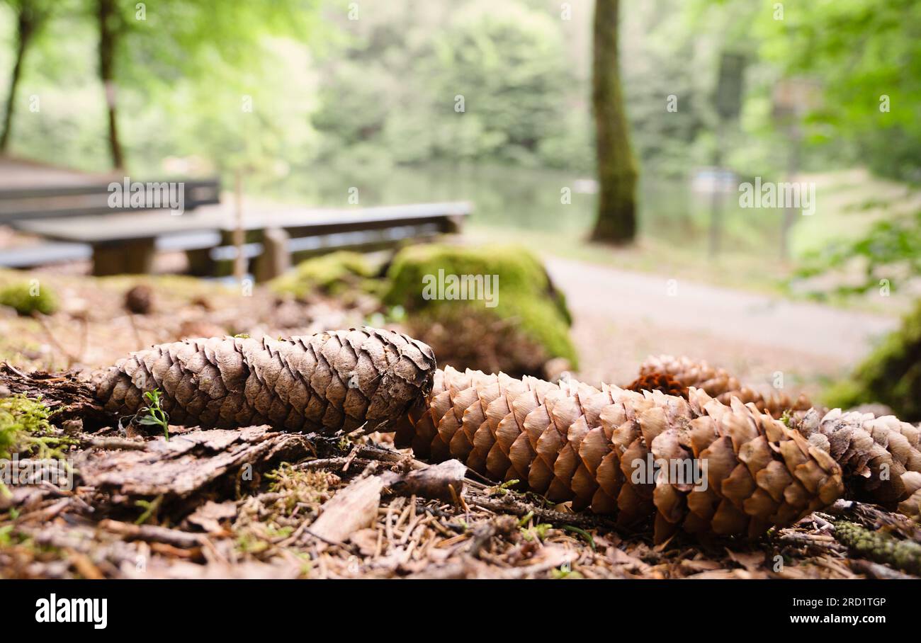 Fichtenkegel auf dem Waldboden, Nadelwälder, Nahaufnahme des Bodens unter dem Baum Stockfoto