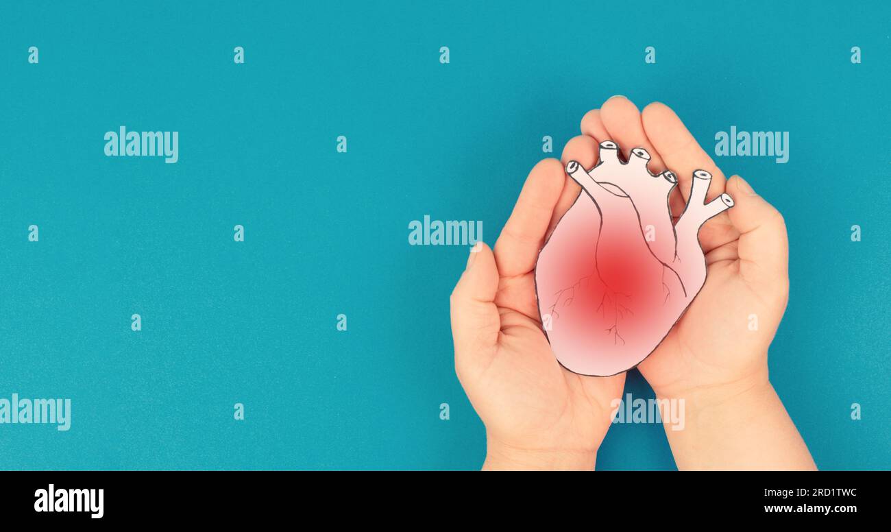 Herzinfarkt, Myokarditis Krankheit, Muskelentzündung, Thrombose und kardialer Stress, Hände halten menschliches Organ Stockfoto