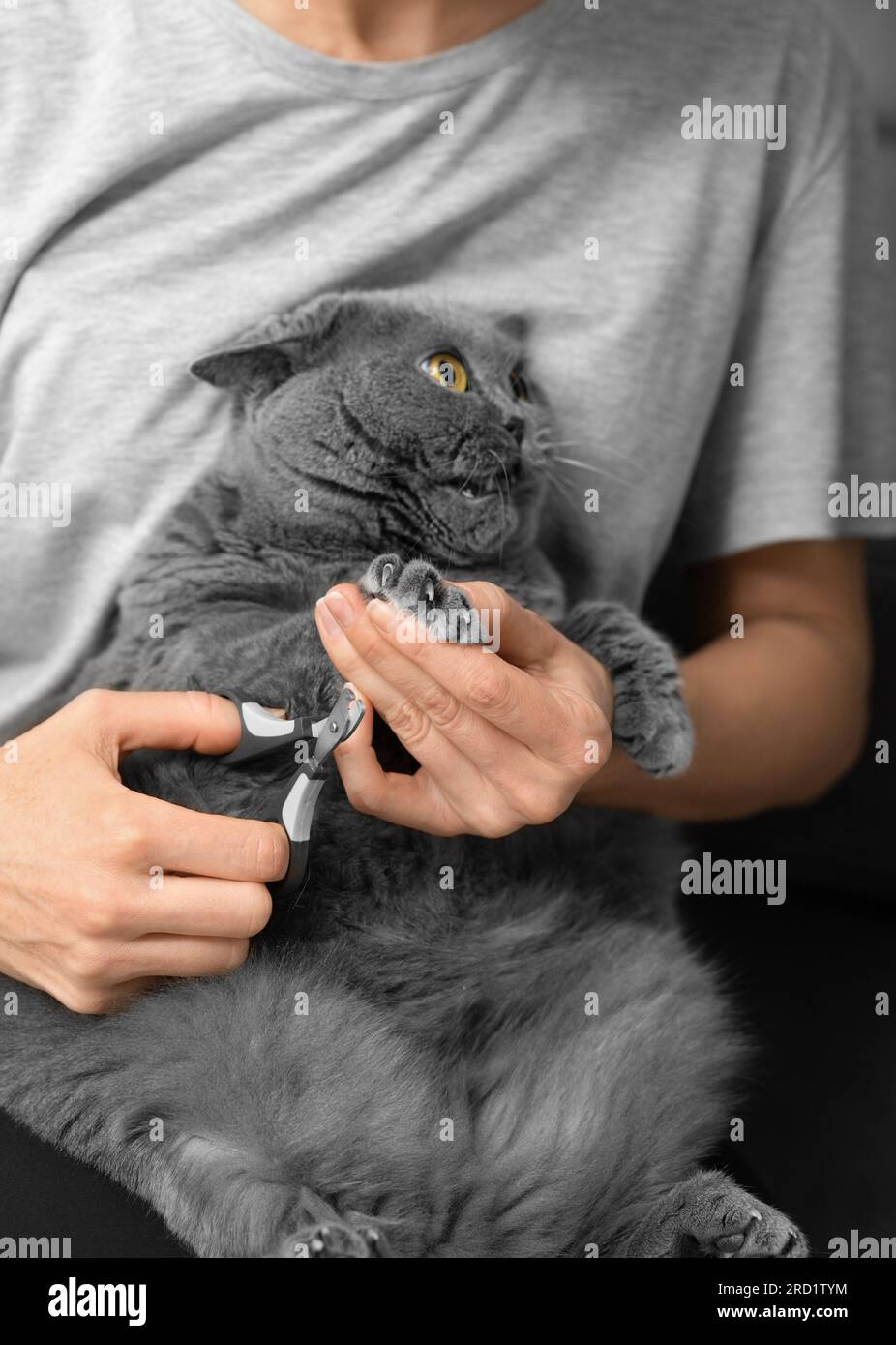 Katzennagelschneiden. Der Tierarzt schneidet die Nägel einer britischen Rasse. Tierpflege. Das Mädchen schneidet die Krallen einer grauen Katze aus der Nahaufnahme. Stockfoto