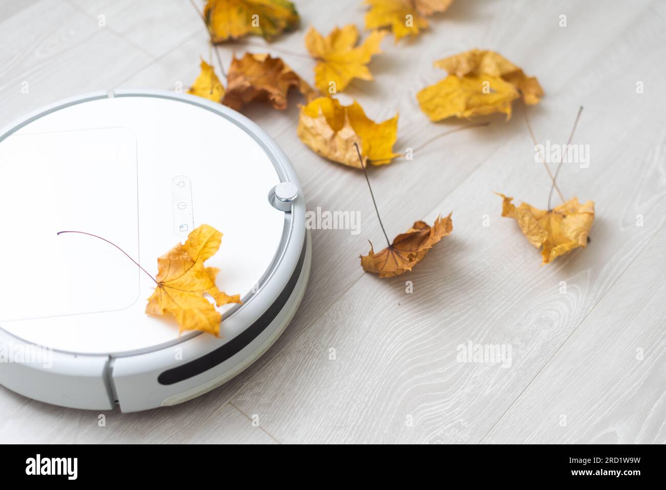 Trockene Herbstblätter und ein Roboter-Staubsauger Stockfoto