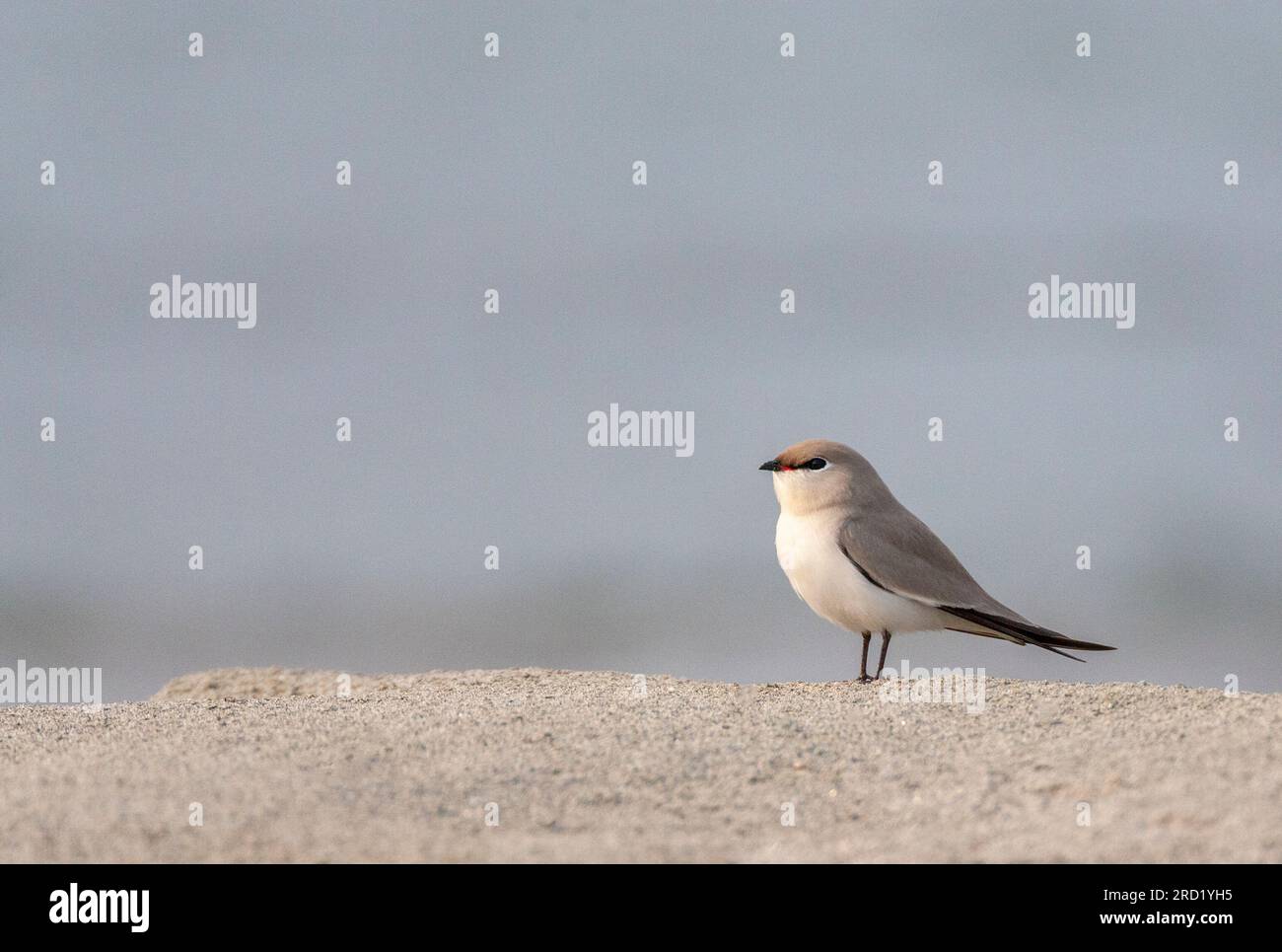 Kleine Pratincole (Glareola lactea) in typischen Flusshabitaten in Asien. Stockfoto