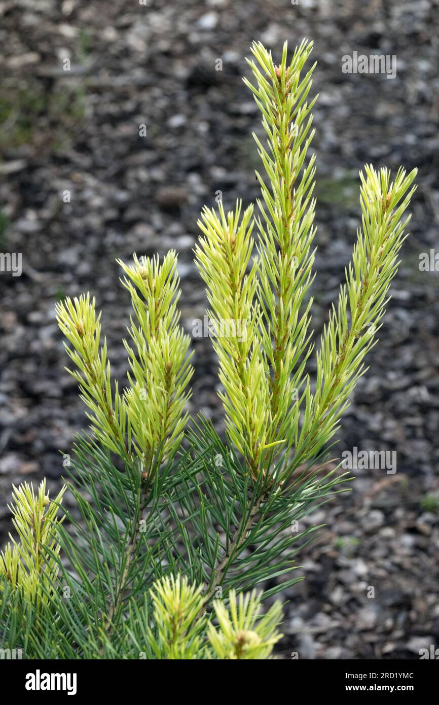 Kiefer, Pinus sylvestris „Brentmoor Blonde“, Gelb, Nadeln auf Kiefernzweig Pinus sylvestris Stockfoto