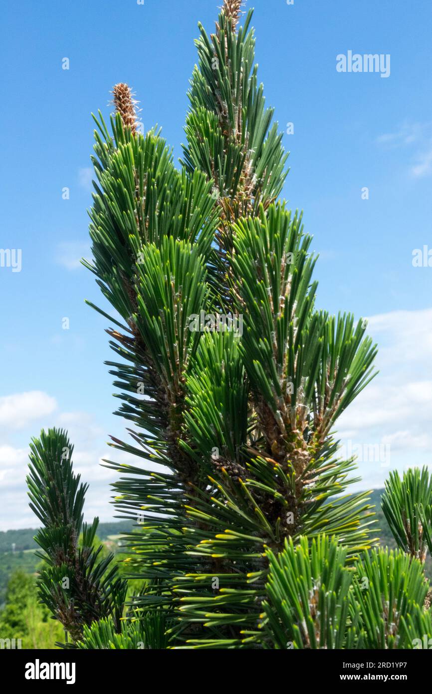 Japanische Schwarze Kiefer, Pinus thunbergii „Kotobuki“ Stockfoto