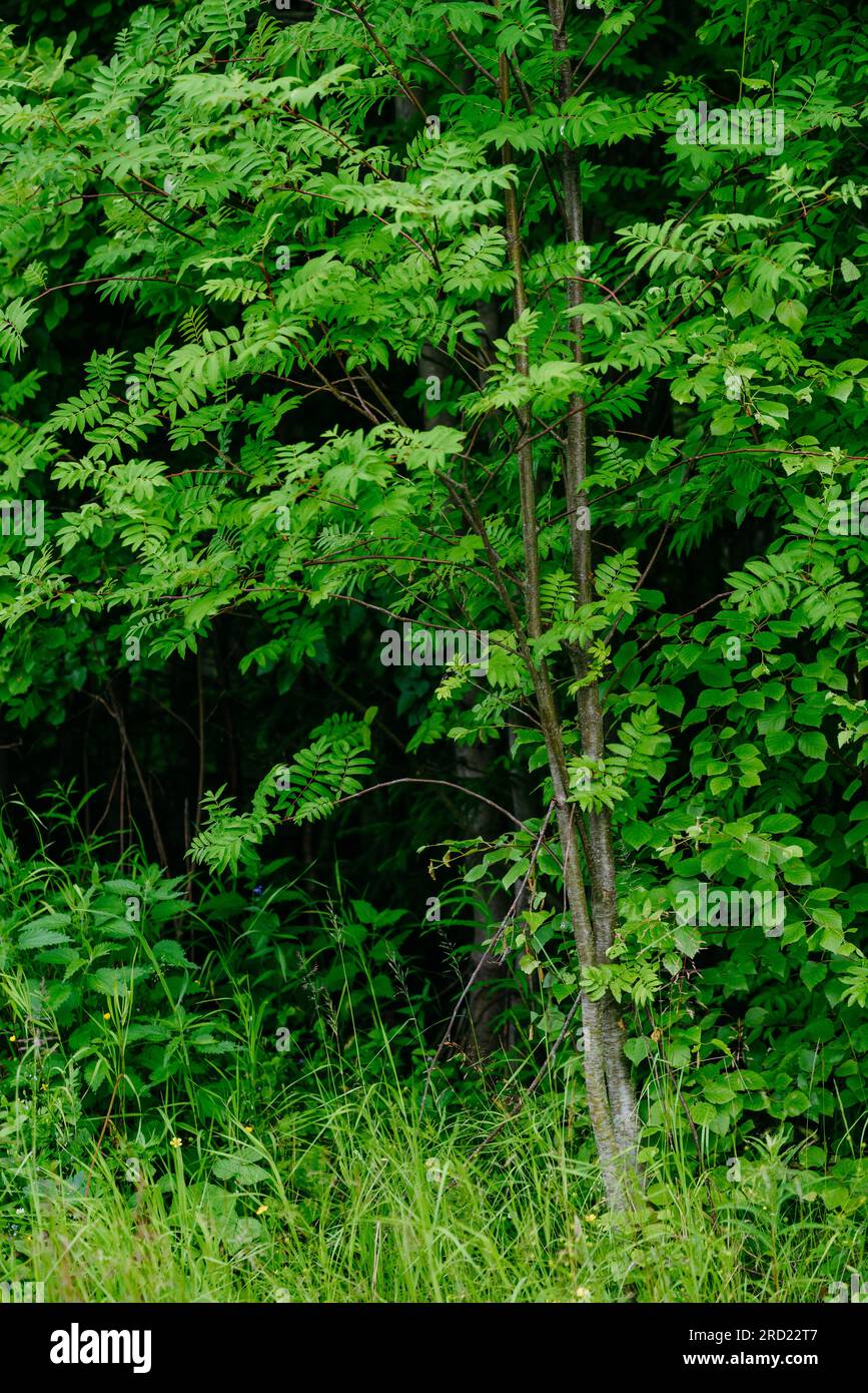 Laubwald mitten im Sommer Nahaufnahme Stockfoto