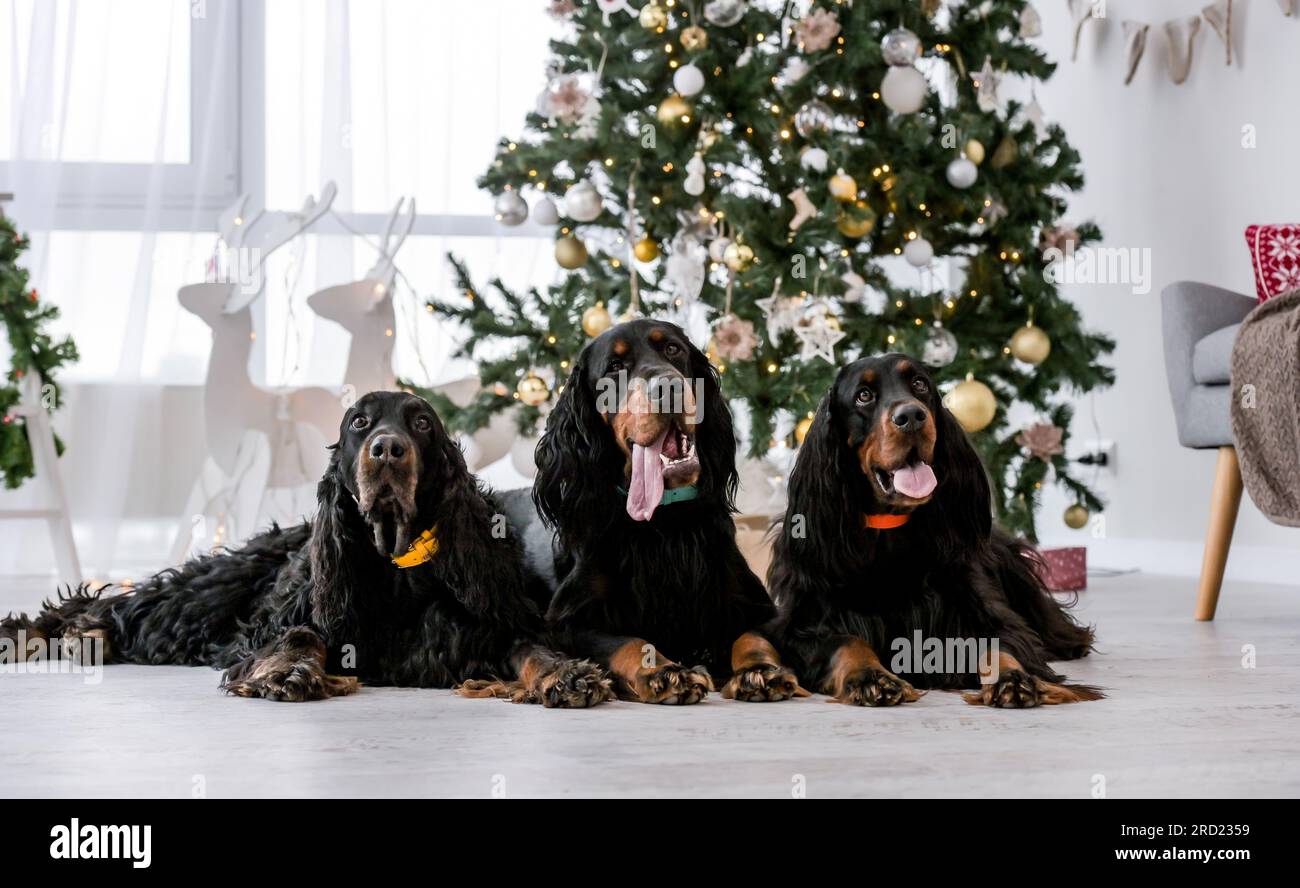 Zu Weihnachten liegen drei Setter-Hunde auf dem Boden neben einem festlichen Baum mit Lichtern zu Hause. Hundetiere in den Weihnachtsfeiertagen zusammen Stockfoto