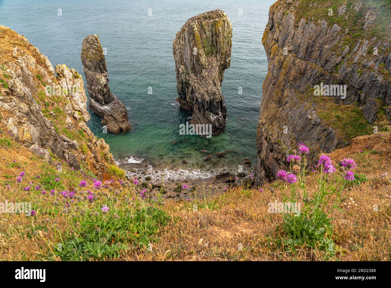 Felsformation Elegug Stacks oder Stack Rocks im Pembrokeshire Coast National Park, Pembrokeshire, Wales, Großbritannien, Europa | die beiden Säulen von Stockfoto