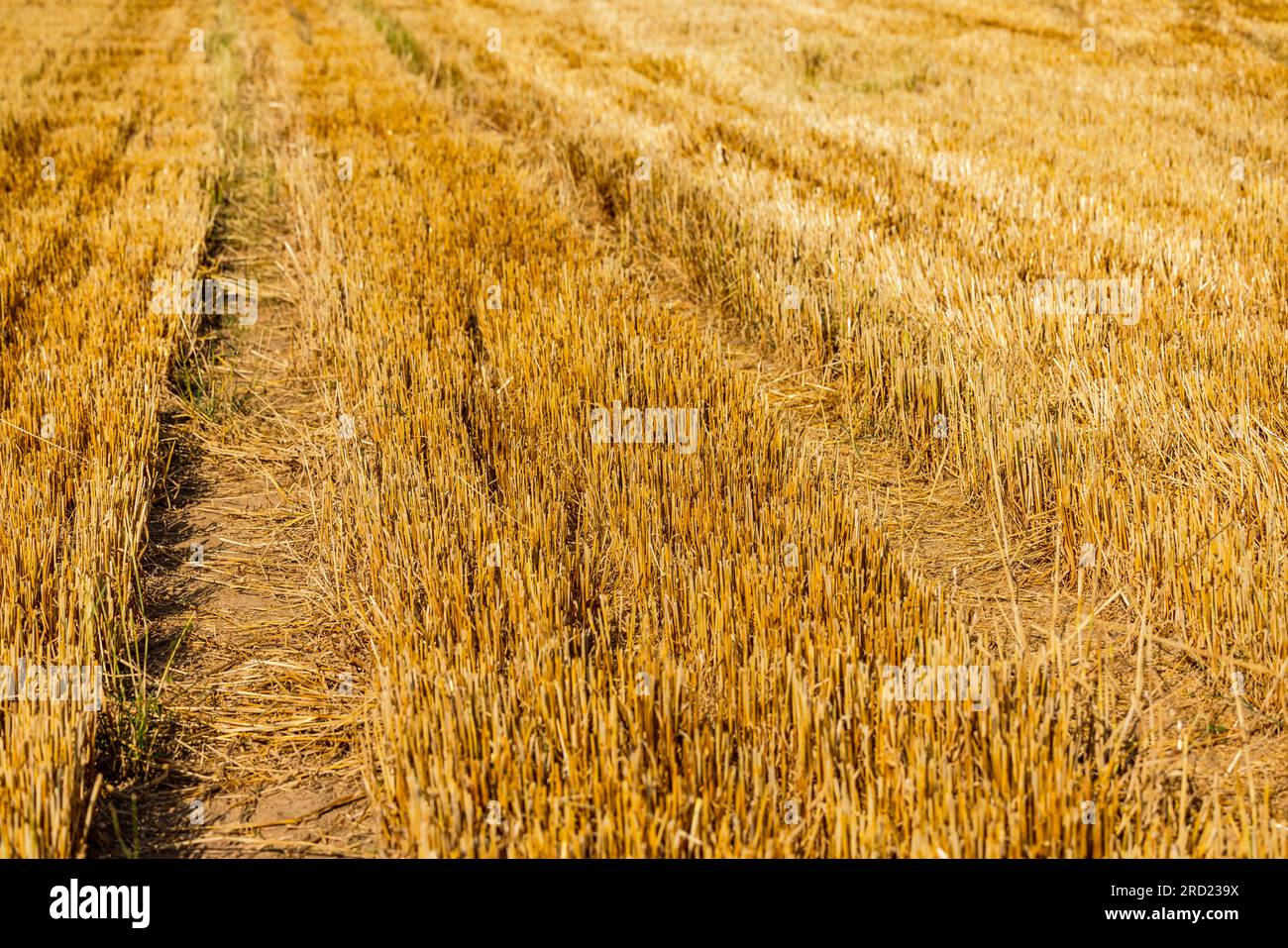 Ein geerntetes Ackerfeld mit Stoppeln nach Dürre, Deutschland Stockfoto