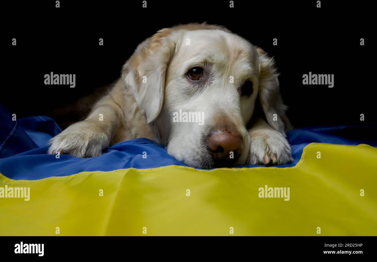 Golden Retriever Hund mit ukrainischer Flagge. Ukrainische Tiere und Haustiere krisengeschüttet während des Krieges. Stockfoto