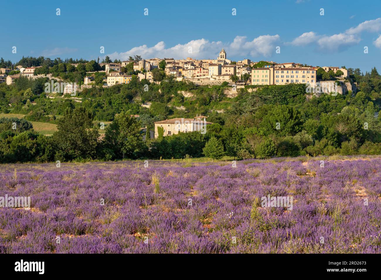 Das Provence-Dorf Sault liegt auf dem Plateau mit Lavendelfeldern. Sommer in Vaucluse, Frankreich Stockfoto