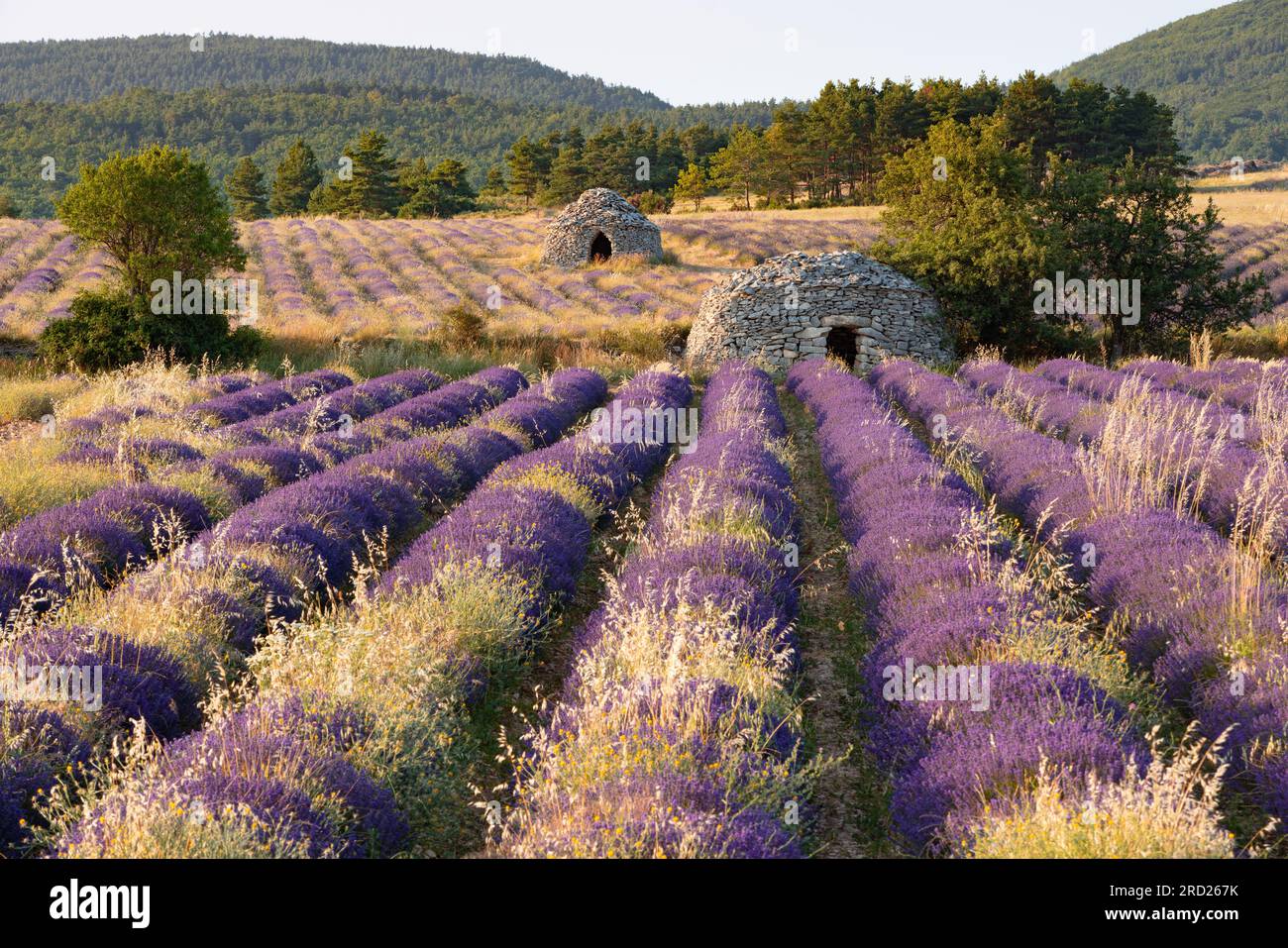 Lavendelfeld der Provence mit trockener Steinhütte (borie) in der Nähe von Ferrassieres im Baronnies Provencales Regional Nature Park. Drome, Frankreich Stockfoto