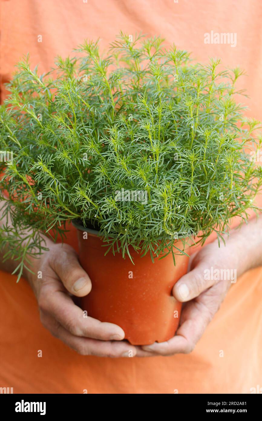 Fernleaf Marigold. Tagetes filifolia. Wird häufig als kulinarisches Kraut in der Küche Zentralamerikas und Mexikos und zu medizinischen Zwecken verwendet. Stockfoto