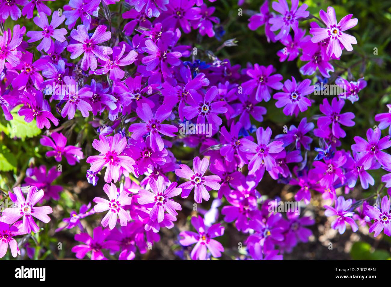 Leuchtend rosa Blumen, natürlicher Hintergrund. Phlox subulata in Blüte. Nahaufnahme mit selektivem Fokus Stockfoto