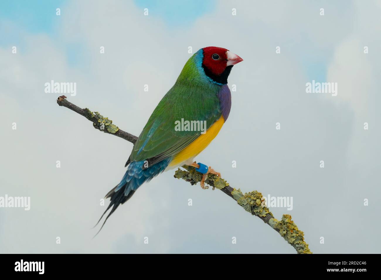 Gouldianfink (Chloebia gouldiae), roter Kopf und lila Brust Stockfoto