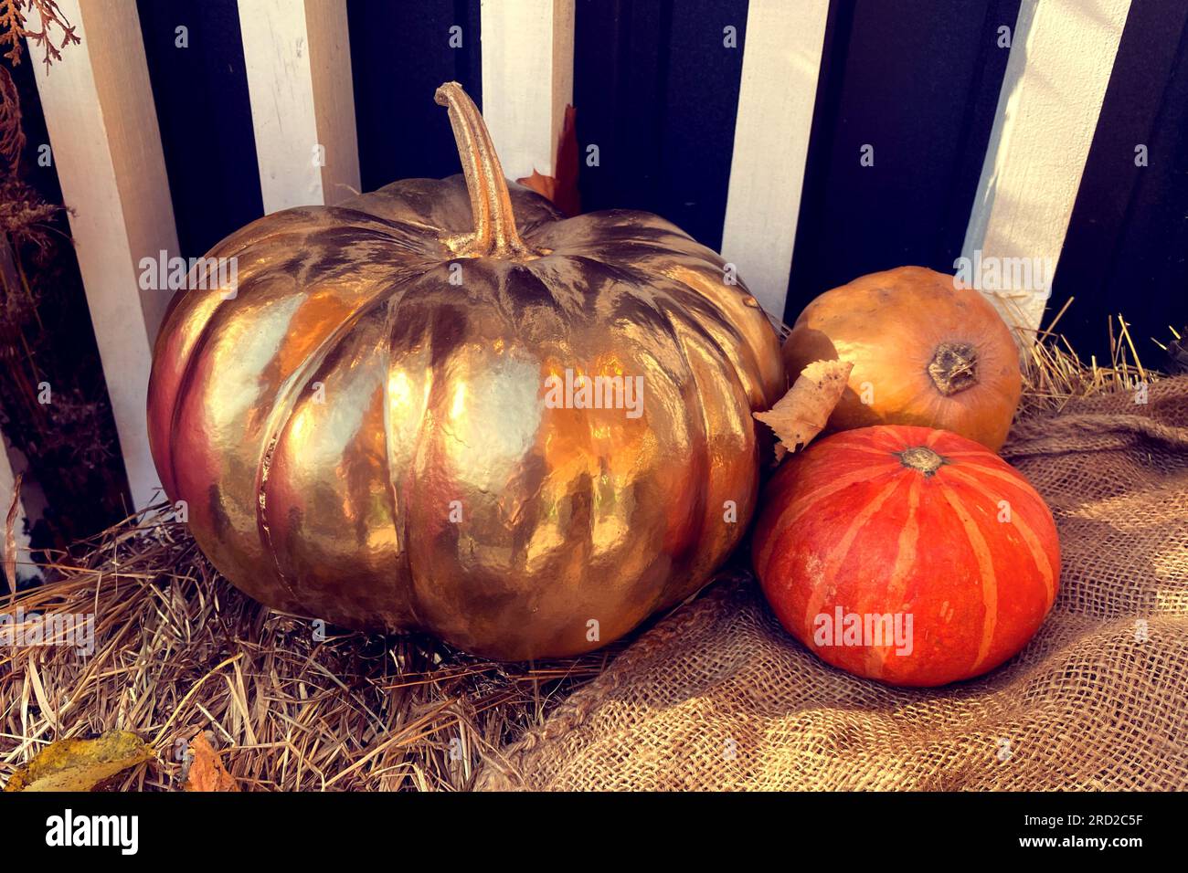 Halloween-Kürbisse. Saisonale Dekoration mit Kürbis im Herbst. Stockfoto