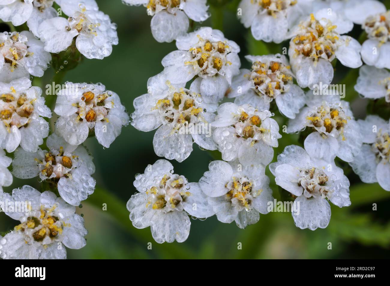 Gemeinsamen Schafgarbe Stockfoto