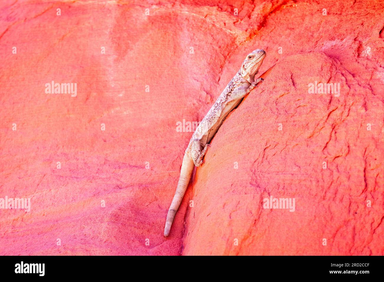 Die junge Gila Monster Lizard im Valley of Fire State Park Nevada USA Stockfoto