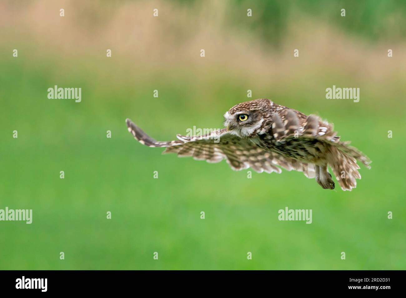 Little Eulen (Athene noctua) fliegen Stockfoto