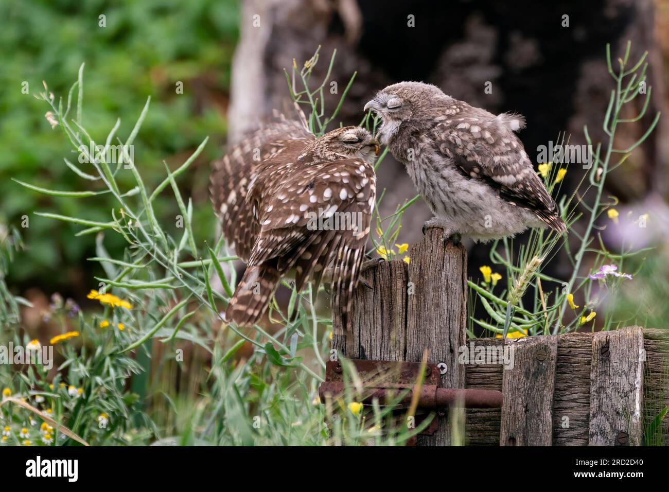 Die kleine Eule (Athene noctua) füttert ihre Küken Stockfoto