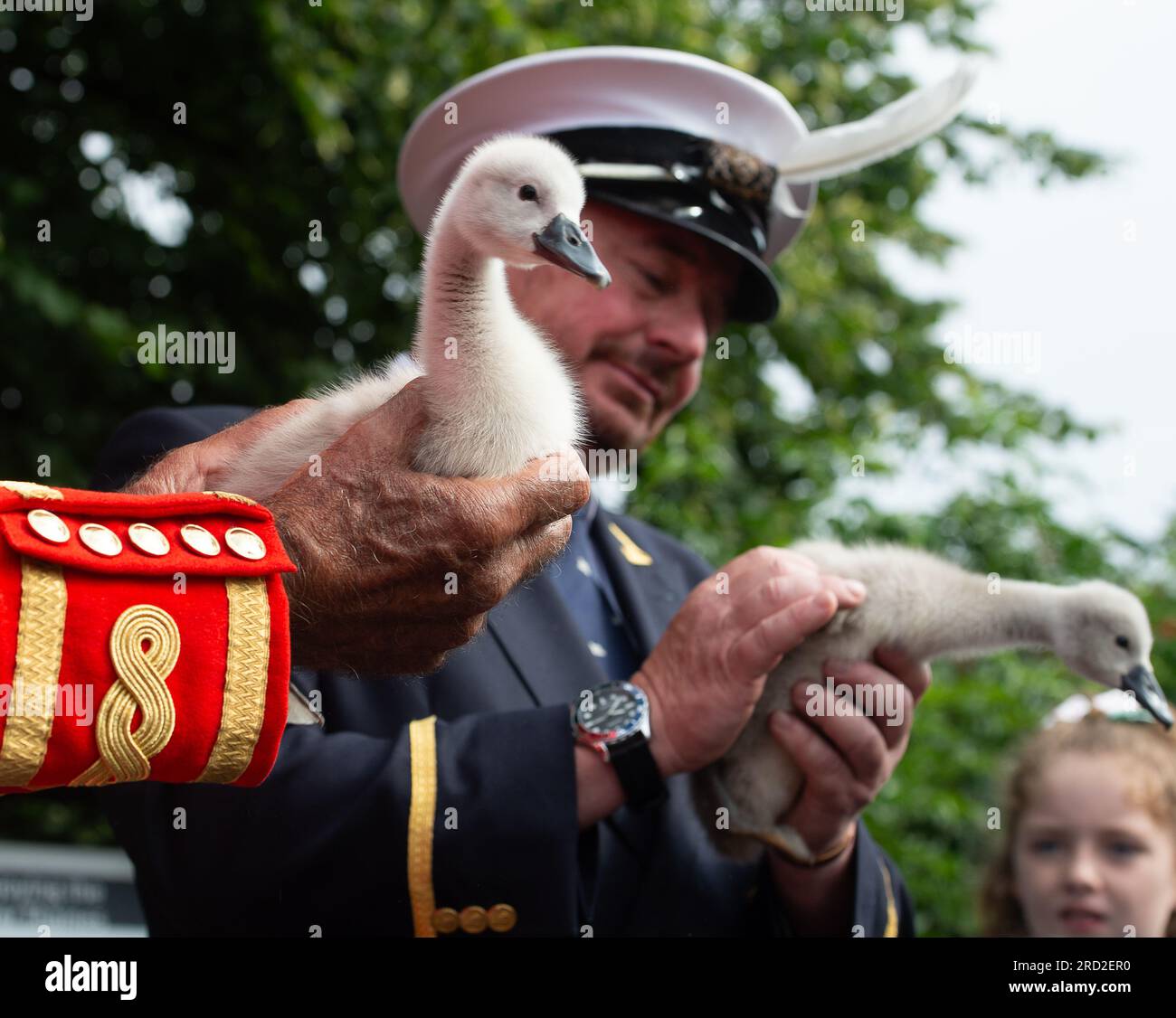 Boveney, Buckinghamshire, Großbritannien. 18. Juli 2023. Ein wunderschönes, flauschiges verwaistes Cygnet im Besitz des Schwanenmarkers des Königs, David Barber. Schulkinder der Eton Wick CofE First School im Dorf Eton Wick, Windsor, Berkshire kamen heute Morgen zu den Swan Uppers in Boveney Lock an der Themse in Buckinghamshire. Kredit: Maureen McLean/Alamy Live News Stockfoto