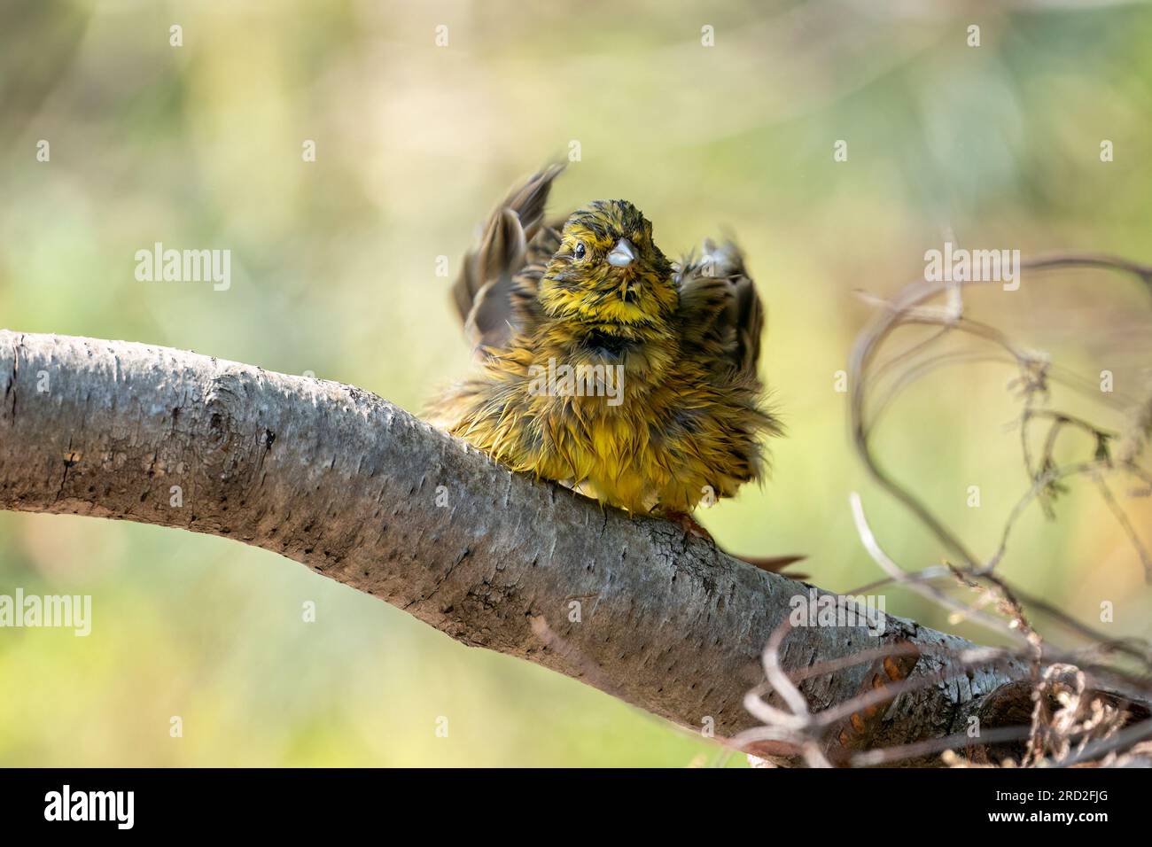 yellowhammer (Emberiza citrinella) schüttelt sich nach einem Bad selbst trocken Stockfoto