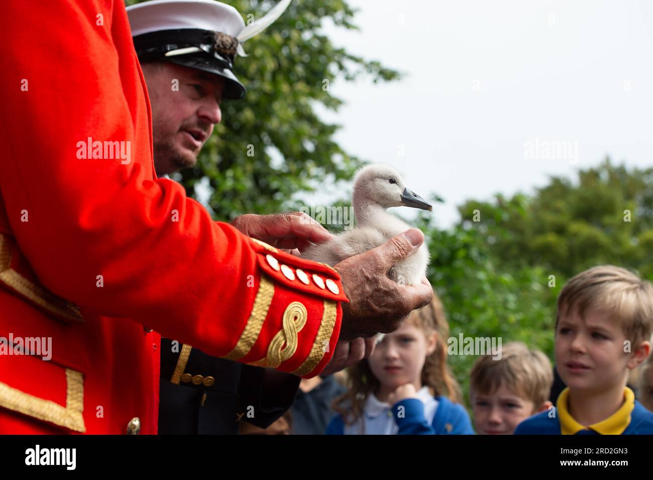 Boveney, Buckinghamshire, Großbritannien. 18. Juli 2023. Ein wunderschönes, flauschiges verwaistes Cygnet im Besitz des Schwanenmarkers des Königs, David Barber. Schulkinder der Eton Wick CofE First School im Dorf Eton Wick, Windsor, Berkshire kamen heute Morgen zu den Swan Uppers in Boveney Lock an der Themse in Buckinghamshire. Kredit: Maureen McLean/Alamy Live News Stockfoto