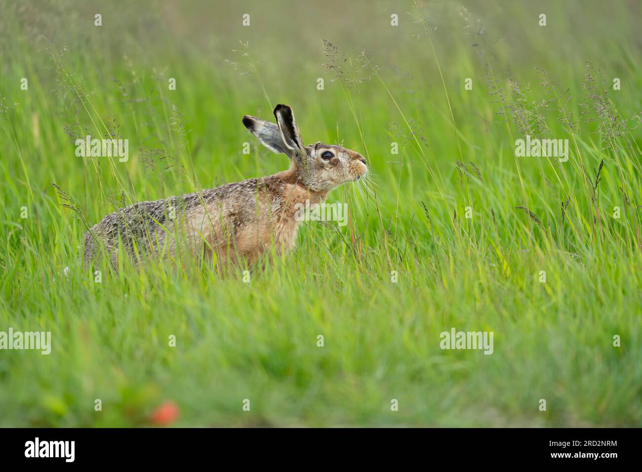 Feldhase (Lepus Europaeus) Stockfoto