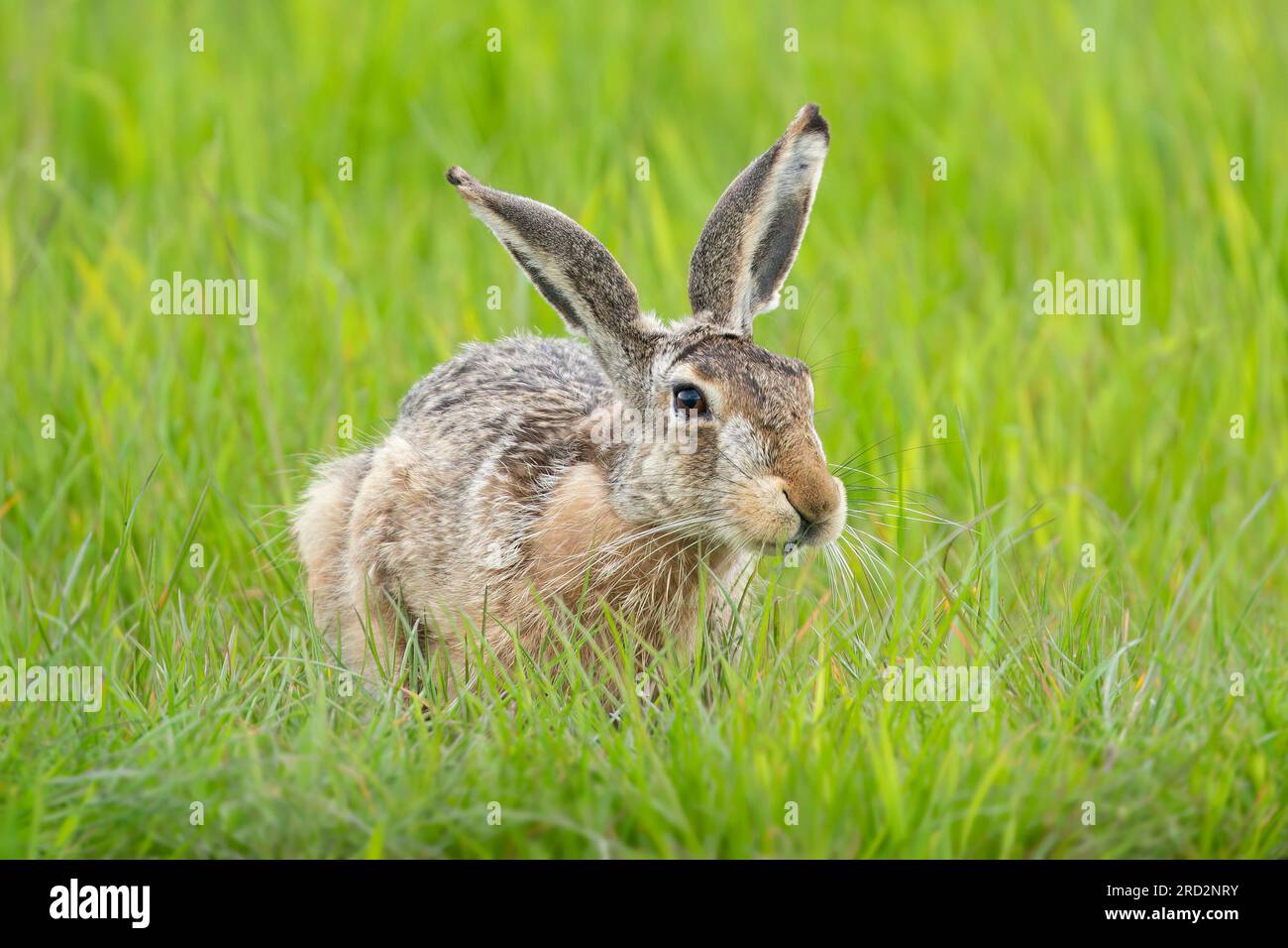 Feldhase (Lepus Europaeus) Stockfoto
