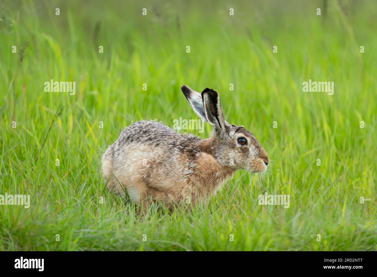 Feldhase (Lepus Europaeus) Stockfoto