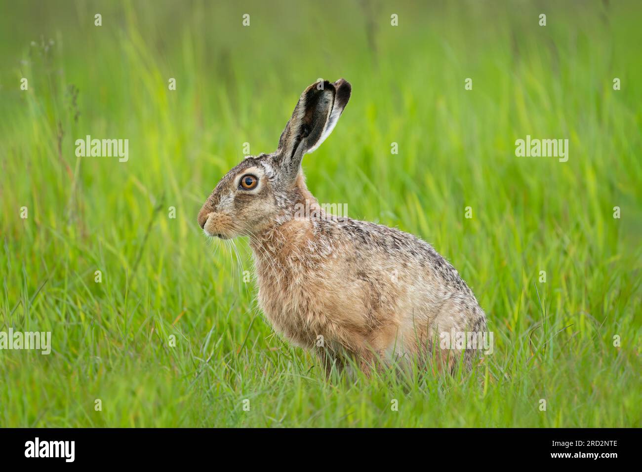Feldhase (Lepus Europaeus) Stockfoto