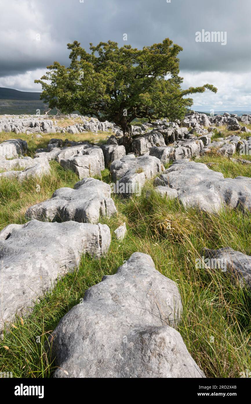 Kalksteinpflaster auf Twisleton Scar, Scales Moor, in der Nähe von Ingleton, Yorkshire Dales National Park, England Stockfoto