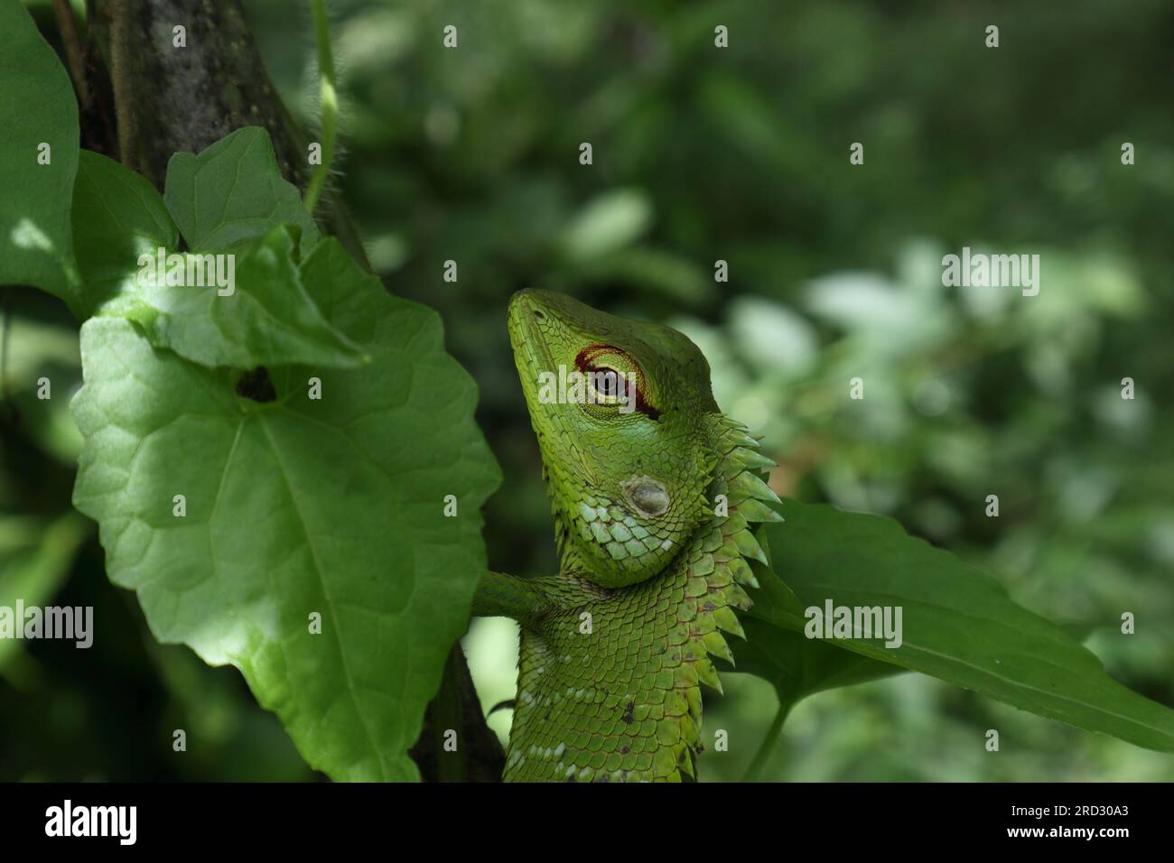 Nahaufnahme von Kopf und Gesicht einer gewöhnlichen grünen Waldechse (Calotes Calotes) zwischen den grünen Blättern Stockfoto