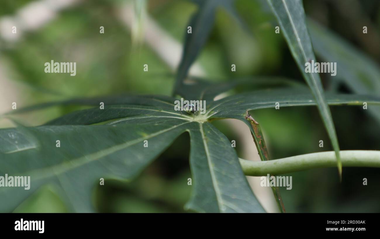 Auf der Oberfläche eines Korallenblattes (Jatropha multifida) befindet sich eine kleine Spinne mit blauer Farbe, die auch als „gebündelte Phintella“ (Phintella Vintata) bekannt ist. Stockfoto