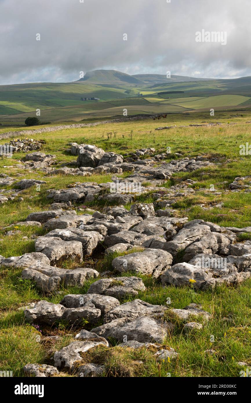 Kalksteinpflaster bei Winskill Stones, mit Blick auf Pen-y-gent, in der Nähe von Stainforth, Ribblesdale, Yorkshire Dales National Park, England Stockfoto