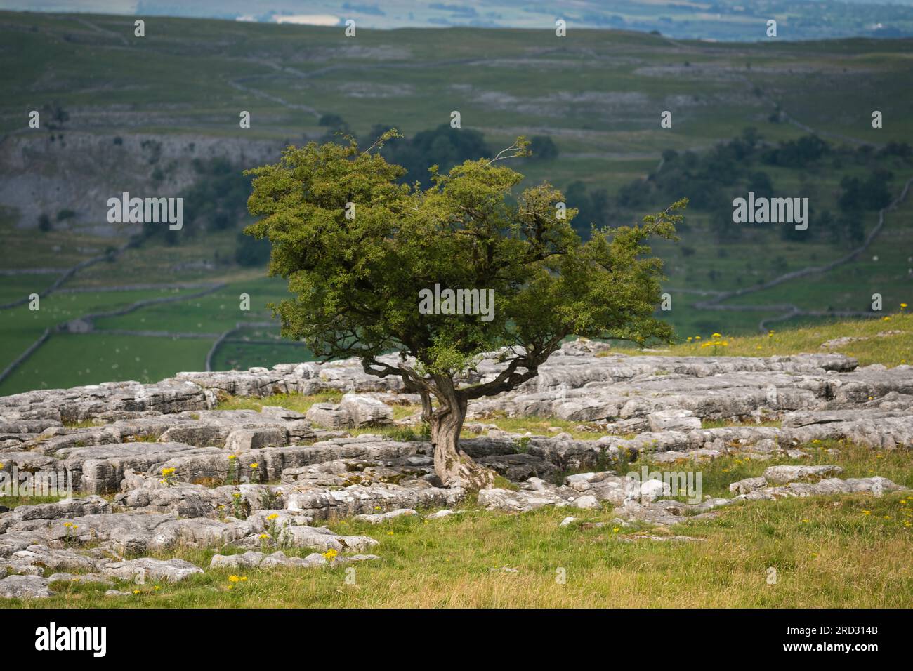 Kalksteinpflaster bei Winskill Stones, in der Nähe von Stainforth, Ribblesdale, Yorkshire Dales National Park, England Stockfoto