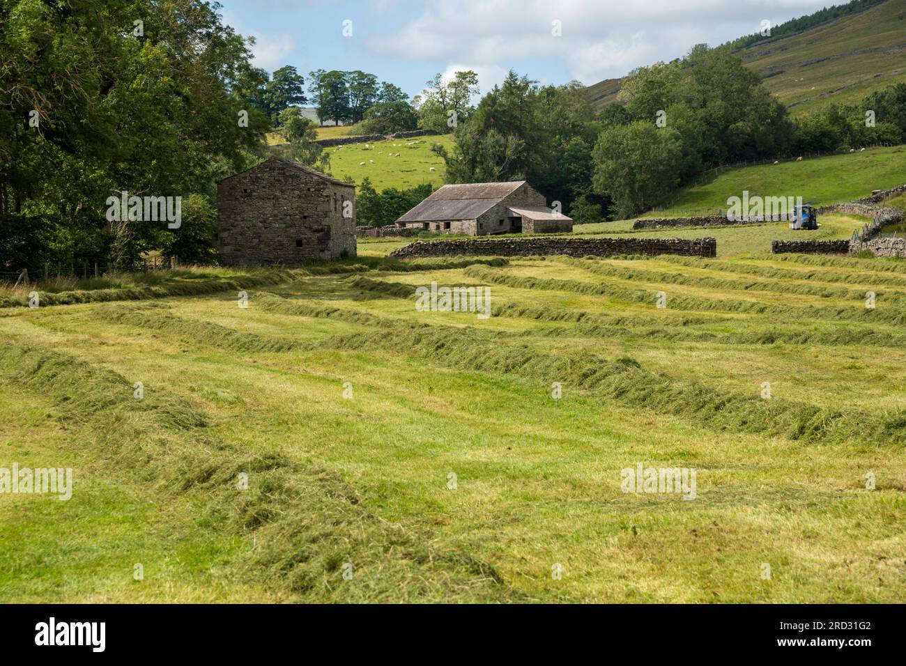 Landwirtschaftliche Felder und Scheunen, Wensleydale bei Hawes, Yorkshire Dales National Park, England Stockfoto