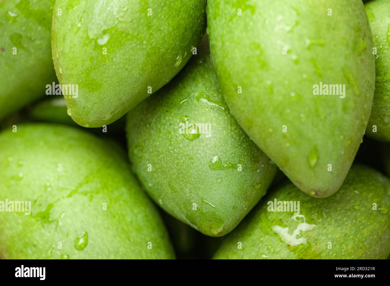 Sammlung grüner indischer Bio-Mangos (Mangifera indica) Stockfoto