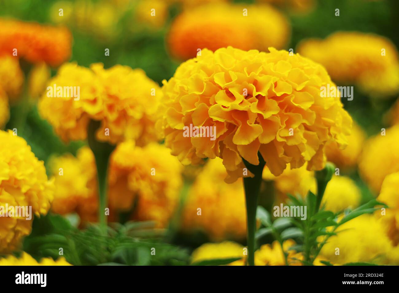 Nahaufnahme der lebendigen gelben Marigold Flowers, die auf dem Feld blühen Stockfoto