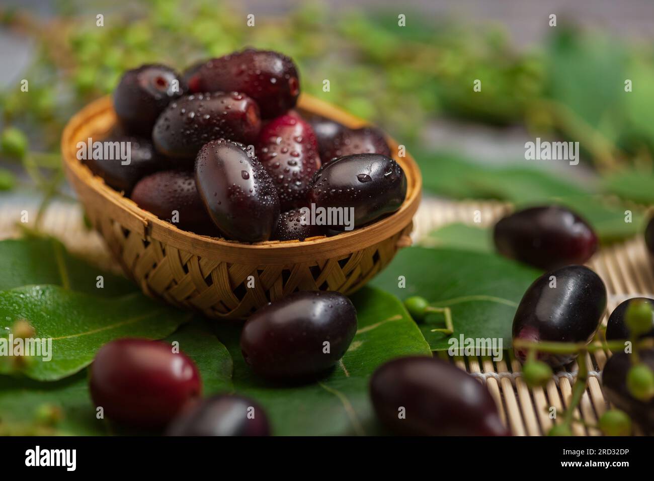 Nahaufnahme der Sammlung von indischen ayurvedischen medizinischen frischen Bio-Fruchtjamun (Syzygium Cumini) ( Jamunsamen sind eine Art ayurvedischen Kräutern für Diabetes Stockfoto