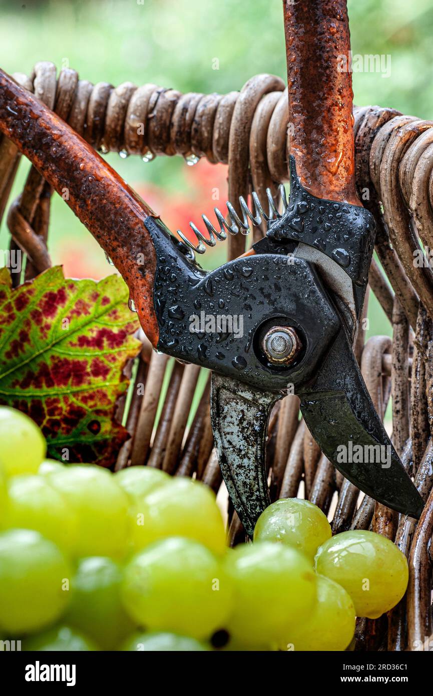 Konzept der feuchten Weinlese mit weißen Trauben und Weinblättern im Korb mit Korb und Gartenscheren des traditionellen französischen Traubenpflückers Stockfoto