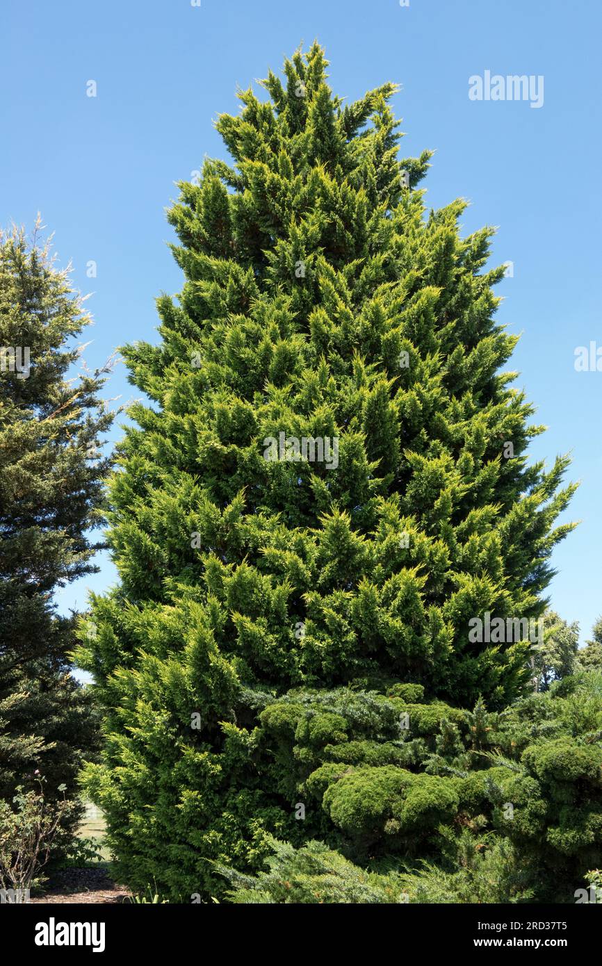 Leyland Cypress, Cupressocyparis, Tree, Cupressocyparis leylandii „Castlewellan Gold“ Stockfoto